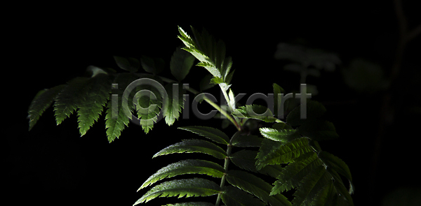 성장 사람없음 JPG 포토 해외이미지 검은색 나무 닫기 백그라운드 봄 숲 식물 잎 자연 초록색 해외202004 해외포토