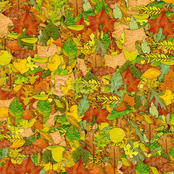 건조 사람없음 JPG 포토 해외이미지 가을(계절) 갈색 겨울 공원 단풍 백그라운드 시트 식물 오렌지 유기농 잎 자연 카펫 해외202004