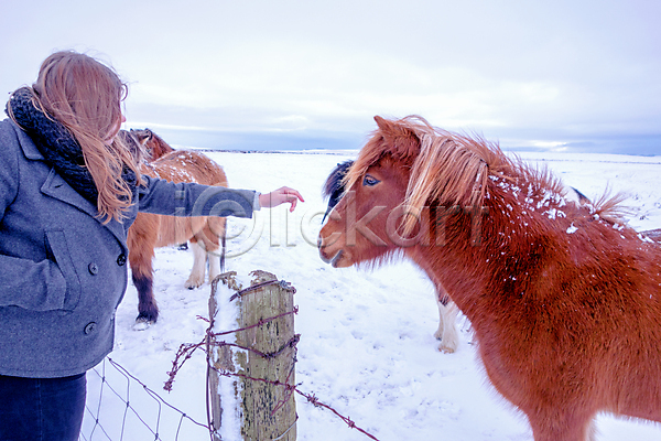 추위 사람 한명 JPG 포토 해외이미지 겨울 농장 반려동물 빙하 아이슬란드 작음 포유류 풍경(경치) 해외202004