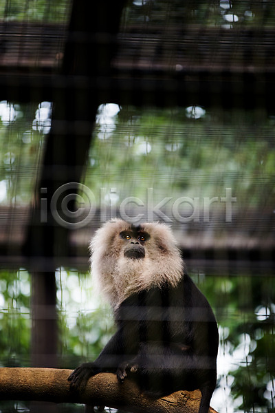사람없음 JPG 포토 동물 야생동물 야외 원숭이 육지동물 주간 포유류 한마리