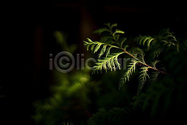 사람없음 JPG 포토 나무 나뭇가지 나뭇잎 빛 소나무 솔 식물 야외 어둠 잎 자연 주간