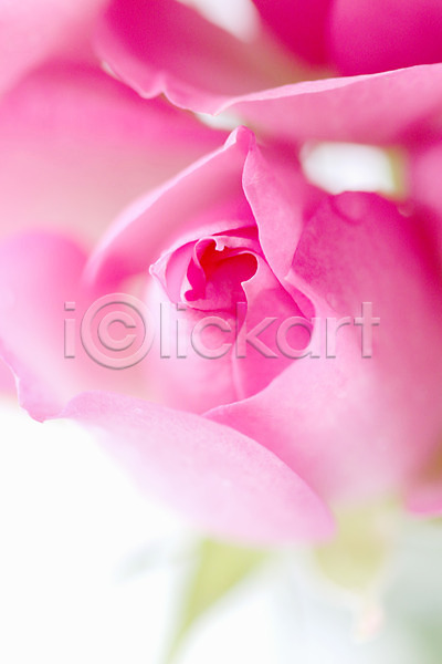 사람없음 JPG 근접촬영 포토 꽃 분홍색 식물 실내 자연 장미 컬러 한송이