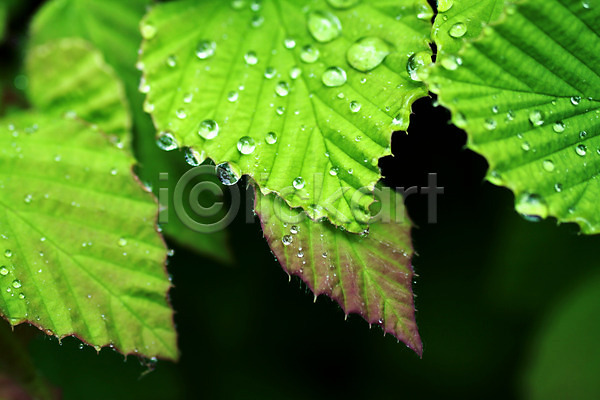 사람없음 JPG 근접촬영 포토 나무 물방울 식물 야외 잎 자연 주간 초록색 컬러