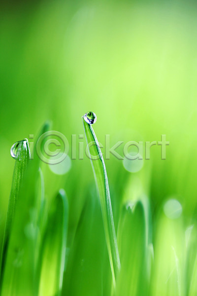 사람없음 JPG 근접촬영 포토 물방울 식물 야외 잎 자연 주간 초록색 컬러 풀(식물)