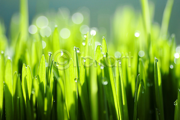 사람없음 JPG 근접촬영 포토 물방울 식물 야외 잎 자연 주간 초록색 컬러 풀(식물)