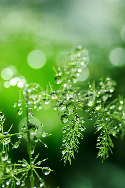 사람없음 JPG 근접촬영 포토 물방울 식물 야외 잎 자연 주간 초록색 컬러