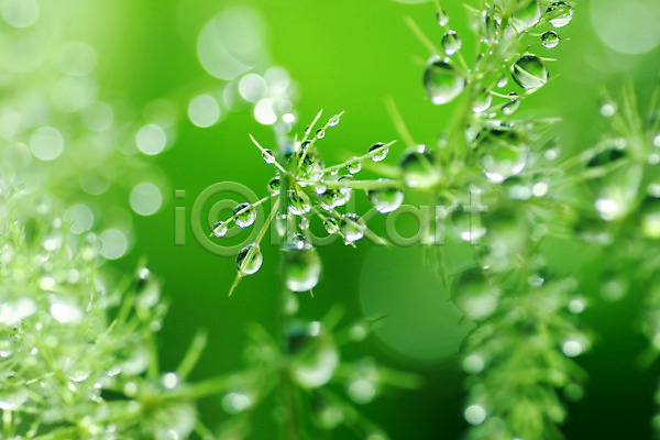 사람없음 JPG 근접촬영 포토 물방울 식물 야외 이슬 잎 자연 주간 초록색 컬러