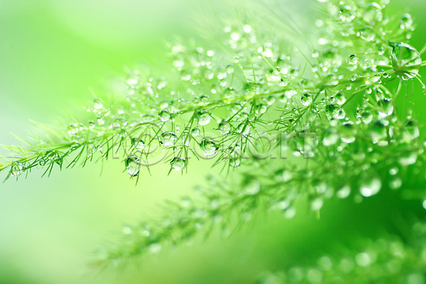 사람없음 JPG 근접촬영 포토 물방울 식물 야외 잎 자연 주간 초록색 컬러