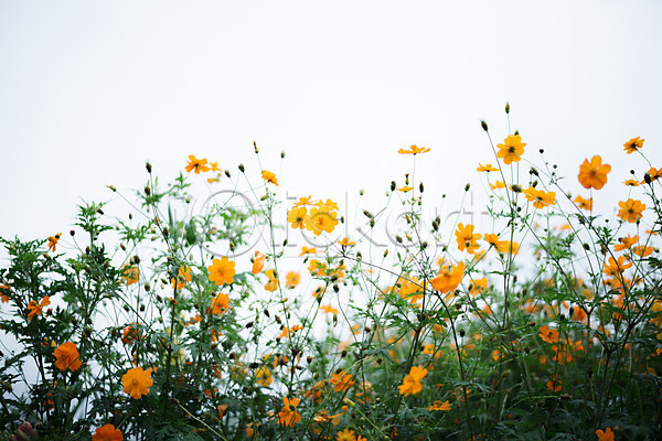 사람없음 JPG 포토 꽃 꽃밭 식물 야외 여러송이 잎 자연 주간 주황색 컬러 코스모스(꽃)