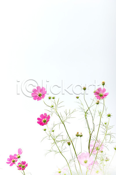 사람없음 JPG 포토 꽃 분홍색 식물 야외 여러송이 잎 자연 컬러 코스모스(꽃)