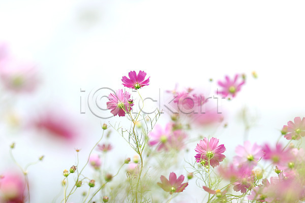 사람없음 JPG 포토 꽃 꽃밭 분홍색 식물 야외 여러송이 자연 주간 컬러 코스모스(꽃)