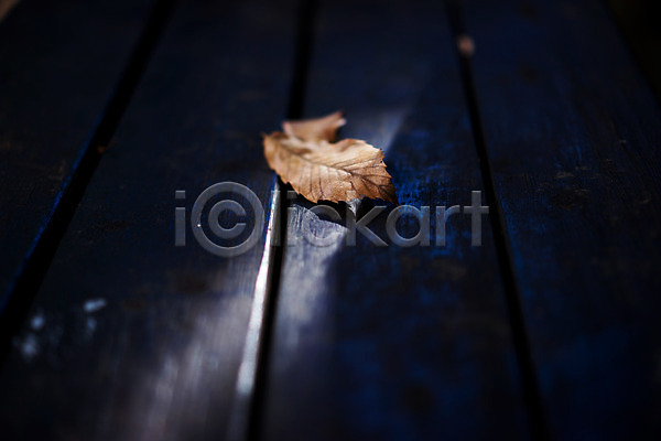 떨어짐 사람없음 JPG 근접촬영 포토 낙엽 벤치 빛 식물 야외 어둠 잎 자연 주간