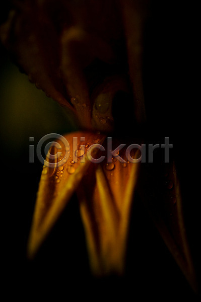 사람없음 JPG 근접촬영 포토 물방울 빛 식물 야외 어둠 잎 자연 주간