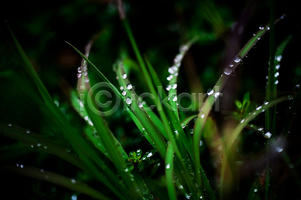 사람없음 JPG 근접촬영 포토 물방울 빛 식물 야외 어둠 잎 자연 주간 초록색 컬러 풀(식물)