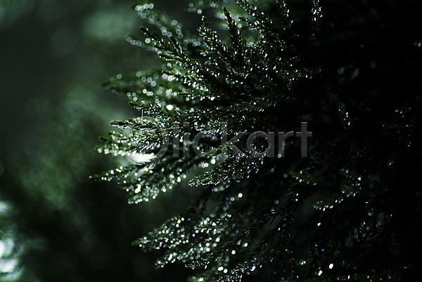 사람없음 JPG 근접촬영 포토 나무 물방울 소나무 솔 식물 야외 잎 자연 주간 초록색 컬러