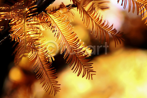 사람없음 JPG 포토 가을(계절) 계절 나무 나뭇가지 노란색 식물 야외 잎 자연 주간 컬러