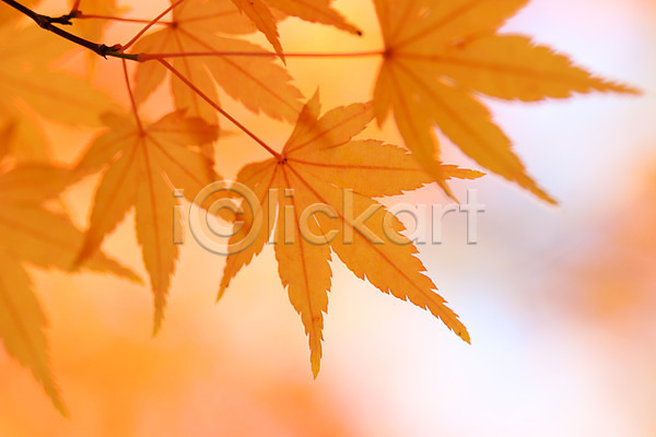 사람없음 JPG 포토 가을(계절) 계절 나무 나뭇가지 낙엽 노란색 단풍 단풍나무 식물 야외 잎 자연 주간 컬러