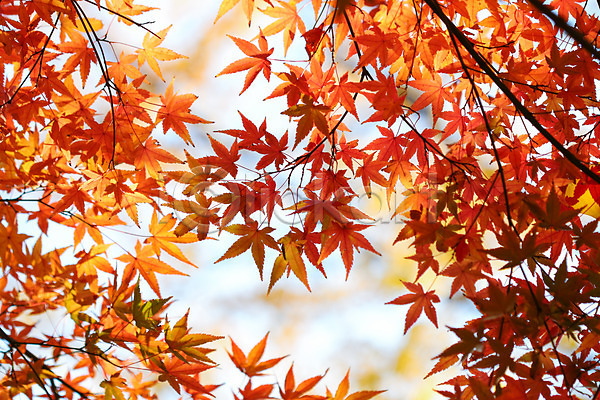 사람없음 JPG 포토 가을(계절) 계절 나무 나뭇가지 낙엽 단풍 단풍나무 빨간색 식물 야외 자연 주간 컬러