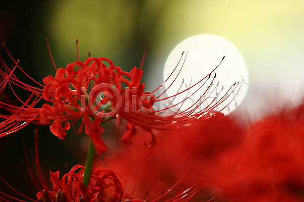 사람없음 JPG 근접촬영 포토 꽃 꽃술(꽃) 빨간색 식물 야외 자연 주간 컬러