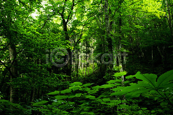 사람없음 JPG 포토 나무 나뭇가지 숲 식물 야외 잎 자연 주간 초록색 컬러