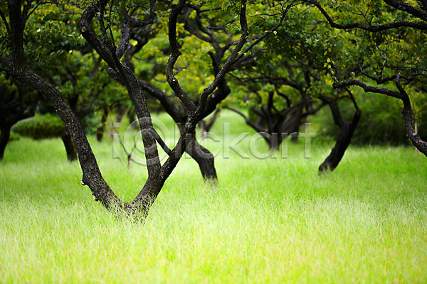 사람없음 JPG 포토 나무 나뭇가지 식물 야외 잎 자연 주간 초록색 초원(자연) 컬러 풀(식물)