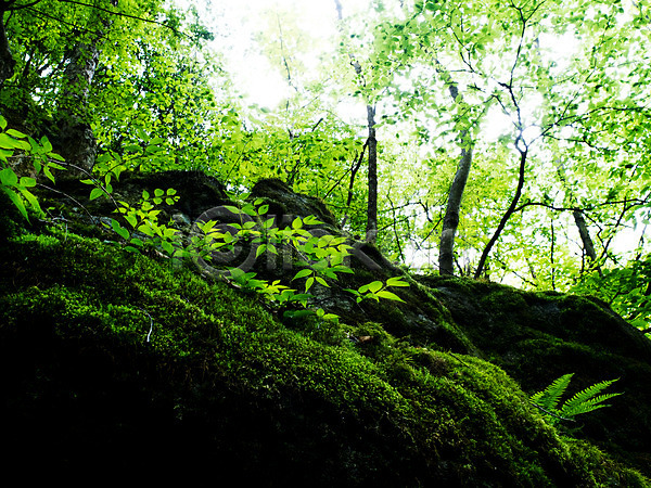 사람없음 JPG 포토 나무 나뭇가지 돌(바위) 바위(돌) 식물 야외 이끼 잎 자연 주간 초록색 컬러 풀(식물)