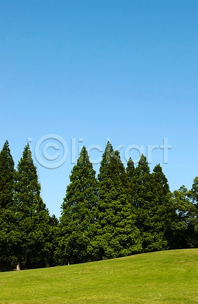 사람없음 JPG 포토 나무 식물 야외 잎 자연 잔디 주간 초록색 초원(자연) 컬러 하늘