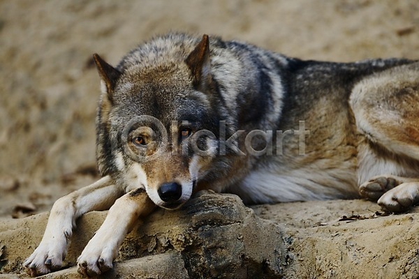 사람없음 JPG 포토 늑대 동물 야생동물 야외 엎드리기 육지동물 주간 포유류 한마리
