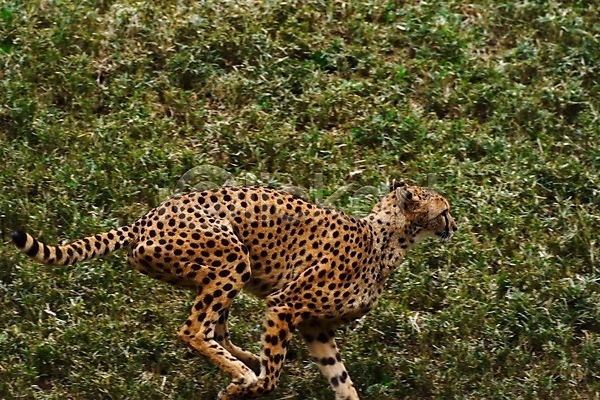 사람없음 JPG 포토 달리기 동물 야생동물 야외 육지동물 주간 초원(자연) 치타 포유류 한마리