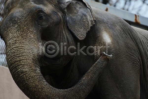 사람없음 JPG 포토 동물 야생동물 야외 육지동물 주간 코 코끼리 포유류 한마리