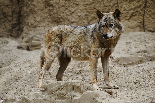 사람없음 JPG 포토 늑대 동물 동물원 야생동물 야외 육지동물 주간 포유류 한마리