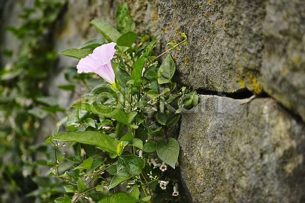 사람없음 JPG 포토 꽃 나팔꽃 벽 식물 야외 연보라색 잎 자연 주간 컬러 풀(식물) 한송이