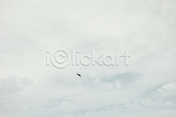 사람없음 JPG 포토 구름(자연) 비행 야외 조류 주간 하늘 한마리
