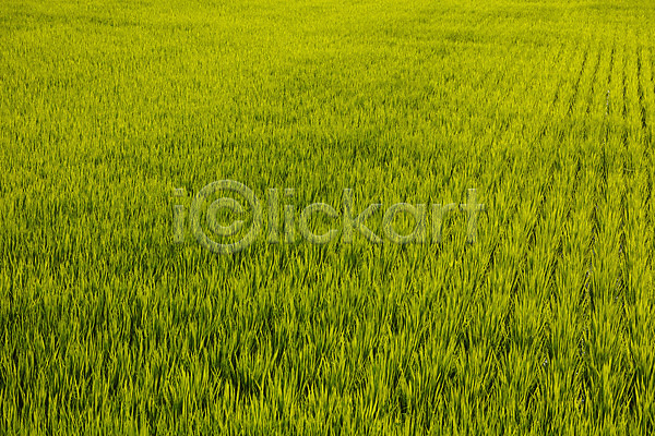 사람없음 JPG 포토 곡류 논 논밭 농작물 모내기 식물 야외 자연 주간 초록색 컬러