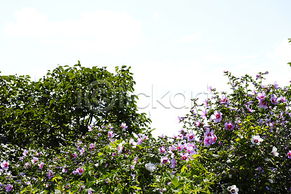사람없음 JPG 포토 꽃 무궁화 분홍색 식물 야외 여러송이 주간 컬러 하늘