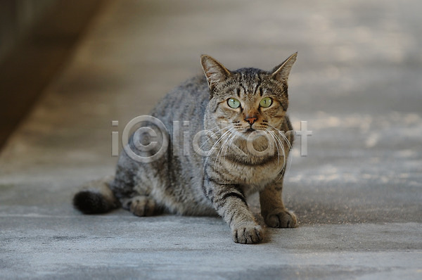 사람없음 JPG 포토 거리 고양이 동물 동물라이프 반려 야생동물 야외 육지동물 주간 포유류 한마리