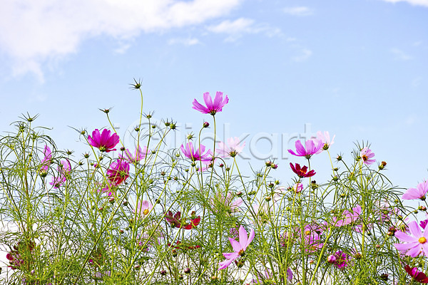 사람없음 JPG 포토 구름(자연) 꽃 꽃밭 분홍색 식물 야외 자연 주간 컬러 코스모스(꽃) 하늘