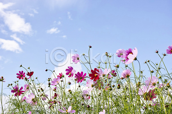 사람없음 JPG 포토 구름(자연) 꽃 꽃밭 분홍색 식물 야외 자연 주간 컬러 코스모스(꽃) 풀(식물) 하늘