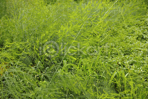 사람없음 JPG 포토 식물 야외 잎 자연 주간 초록색 초원(자연) 컬러 풀(식물)