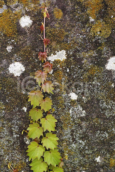 사람없음 JPG 포토 덩굴 벽 식물 야외 이끼 잎 주간