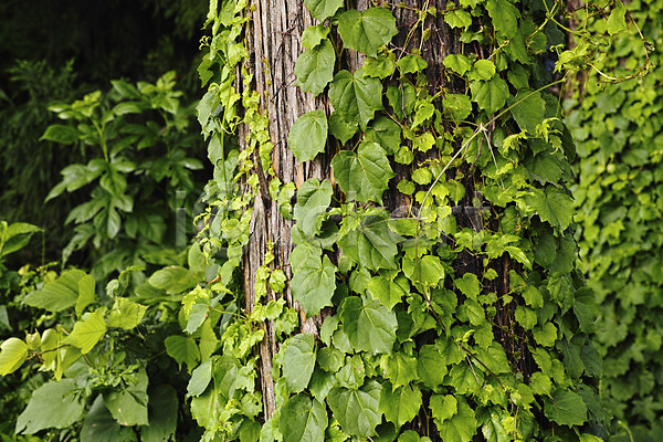 사람없음 JPG 포토 나무 덩굴 식물 야외 잎 자연 주간 초록색 컬러
