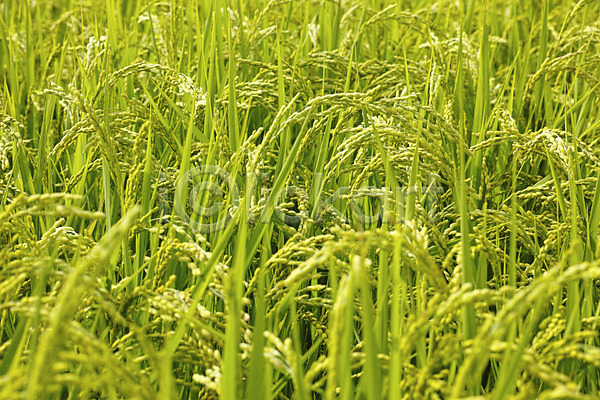 사람없음 JPG 포토 논 벼 식물 야외 잎 자연 주간 초록색 컬러 풀(식물)
