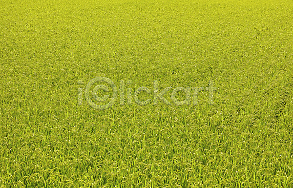 사람없음 JPG 포토 논 벼 식물 야외 잎 자연 주간 초록색 컬러 풀(식물)
