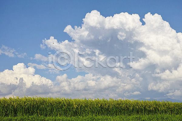 사람없음 JPG 포토 구름(자연) 뭉게구름 야외 주간 초원(자연) 풀(식물) 하늘
