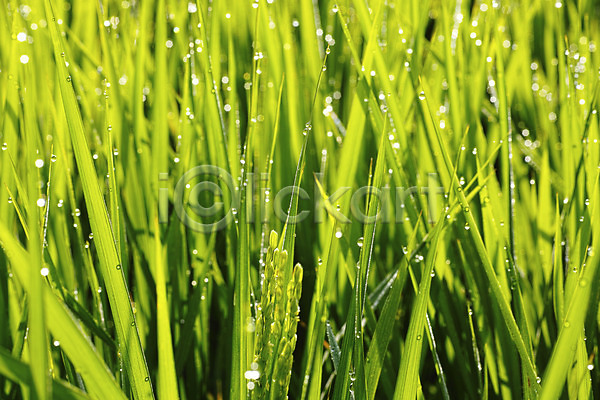 사람없음 JPG 포토 논 물 물방울 식물 쌀 야외 이슬 잎 자연 주간 초록색 초원(자연) 컬러 풀(식물)