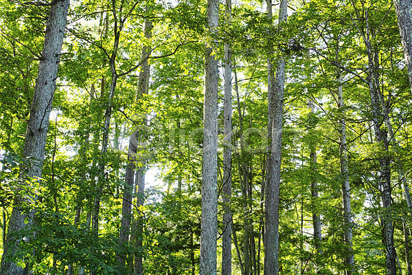 사람없음 JPG 포토 나무 숲 식물 야외 자연 주간 풍경(경치)