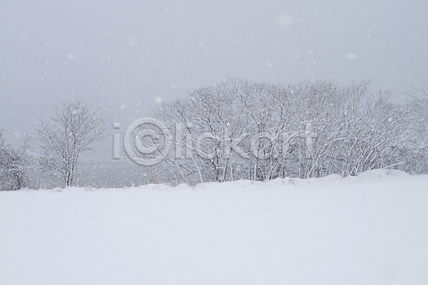 사람없음 JPG 포토 겨울 계절 나무 눈(날씨) 설원 식물 야외 자연 주간 풍경(경치)