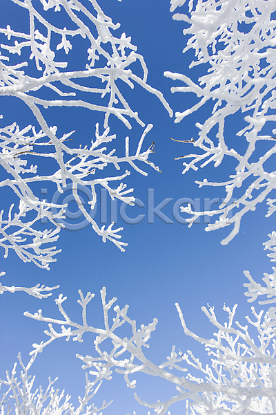 사람없음 JPG 포토 겨울 계절 나무 나뭇가지 눈꽃 덕유산 상고대 야외 자연 전라북도 주간 풍경(경치) 하늘