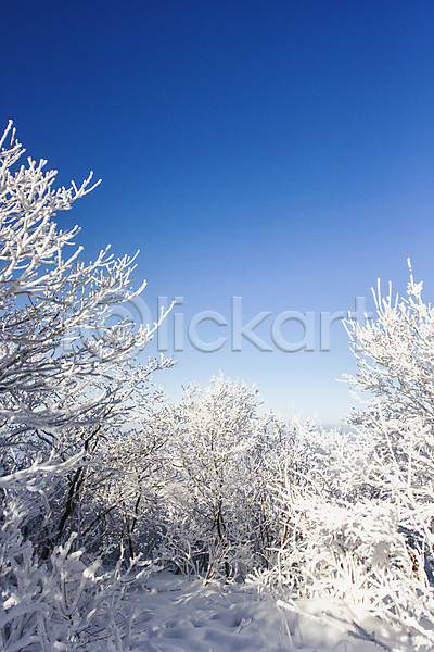 사람없음 JPG 포토 겨울 계절 나무 눈꽃 덕유산 상고대 숲 야외 자연 전라북도 주간 풍경(경치) 하늘