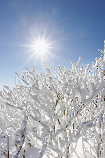 사람없음 JPG 포토 겨울 계절 나무 눈꽃 덕유산 반사 배경화면 상고대 야외 자연 전라북도 주간 태양 풍경(경치) 하늘